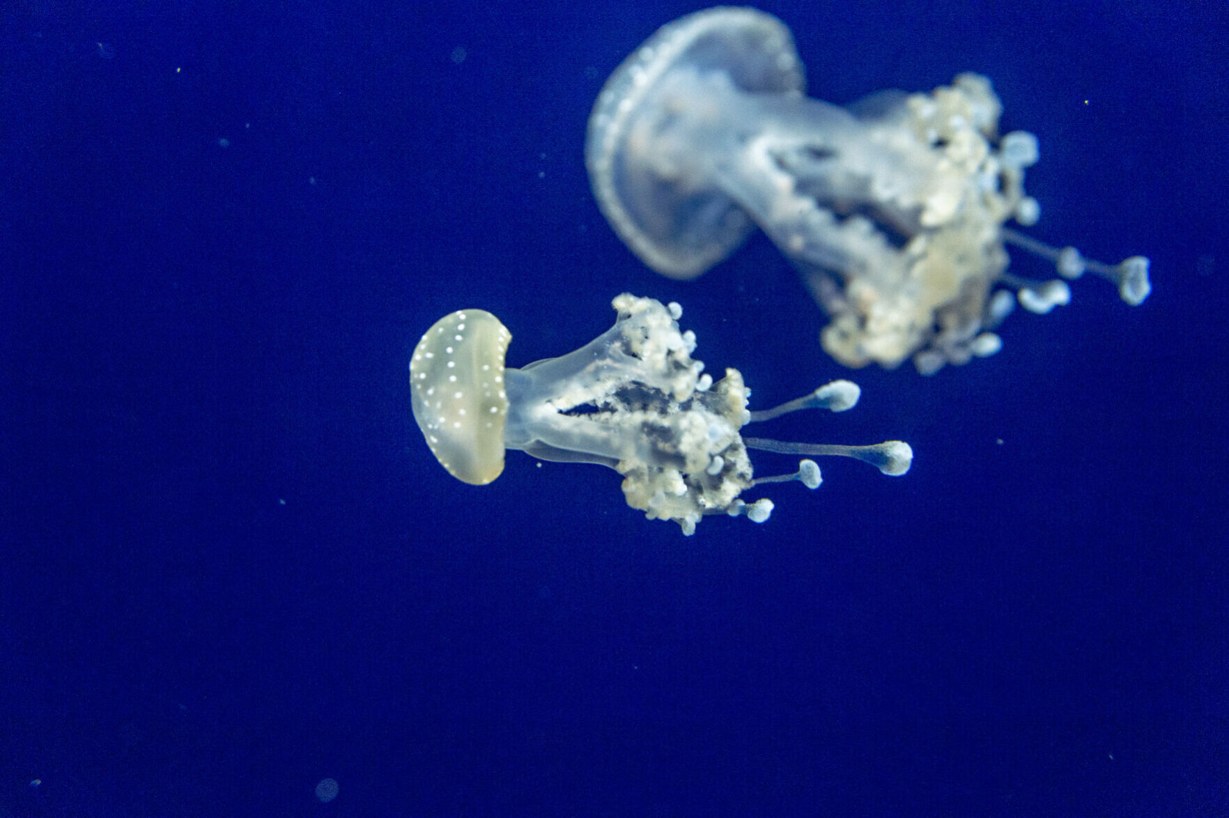 Jellyfish
